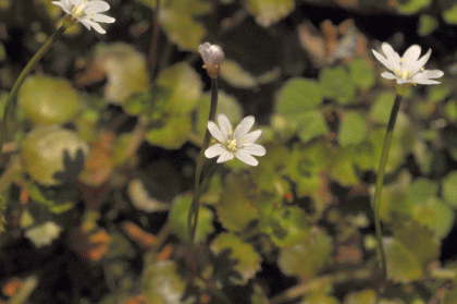 Willowherb, Rockery