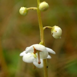 Wintergreen, Round-leaved subsp. maritima