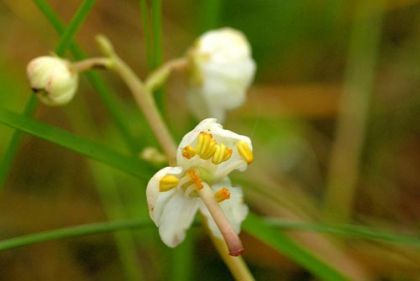 Wintergreen, Round-leaved subsp. maritima