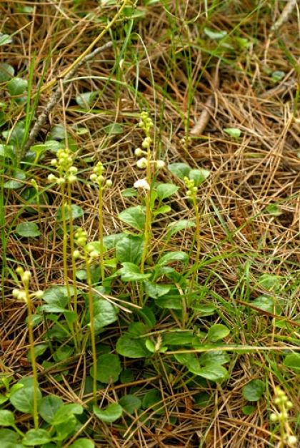 Wintergreen, Round-leaved subsp. maritima