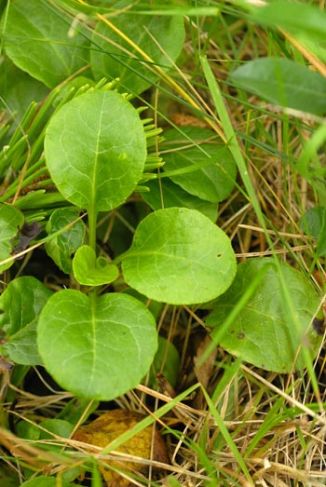 Wintergreen, Round-leaved subsp. maritima