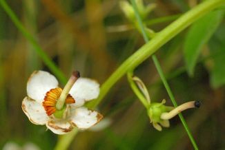 Wintergreen, Round-leaved subsp. maritima