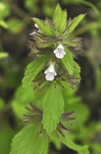 Woundwort, Field