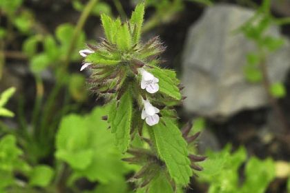 Woundwort, Field