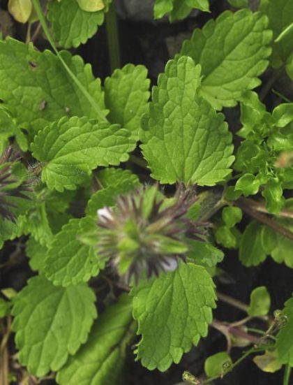 Woundwort, Field