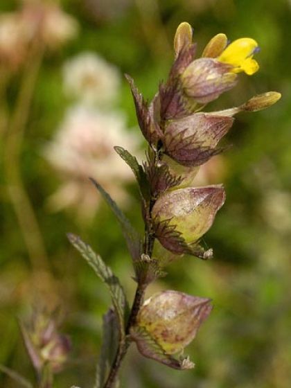 Yellow-rattle