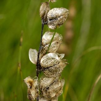 Yellow-rattle