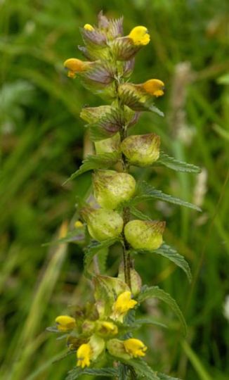 Yellow-rattle