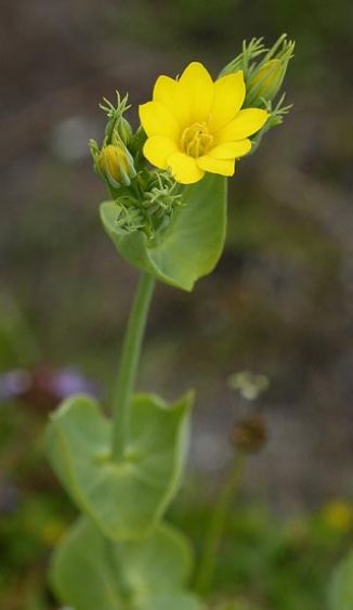 Yellow-wort