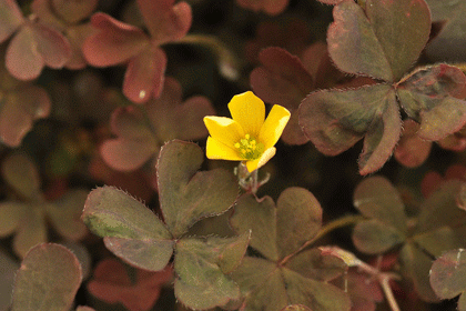 Yellow-sorrel, Purple-leaved