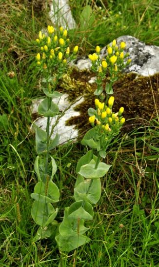 Yellow-wort