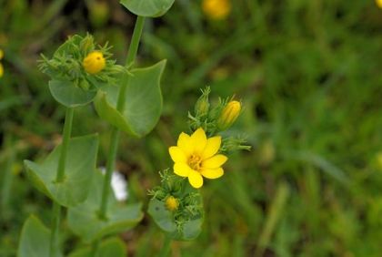 Yellow-wort