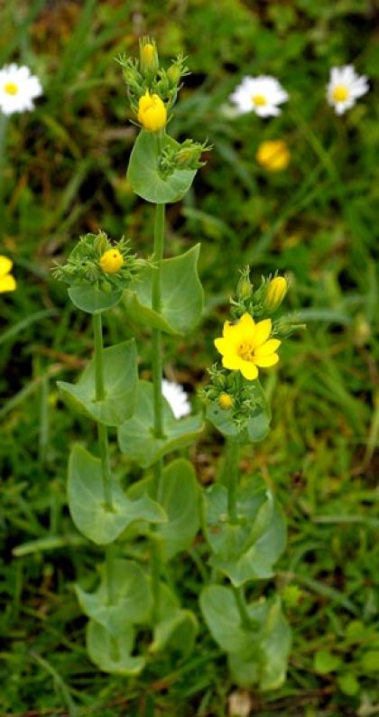 Yellow-wort