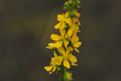 Agrimony, Fragrant