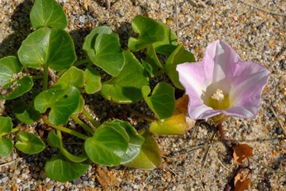 Bindweed, Sea