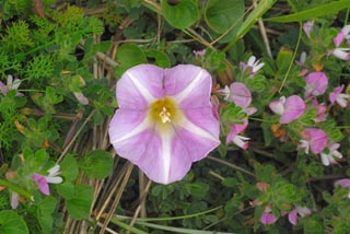 Bindweed, Sea