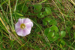 Bindweed, Sea