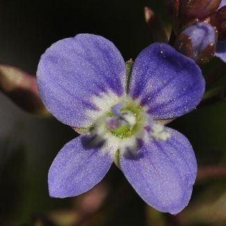 Brooklime
