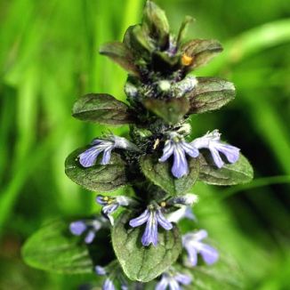Bugle
