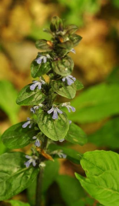 Bugle
