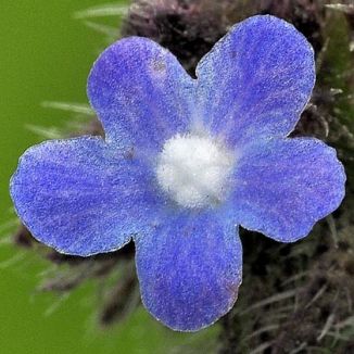 Bugloss