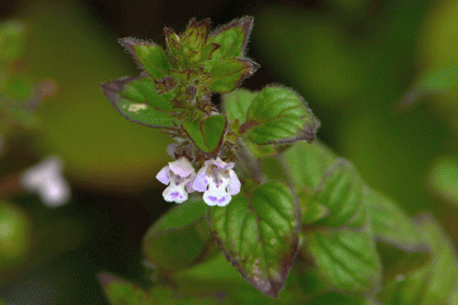 Calamint, Common