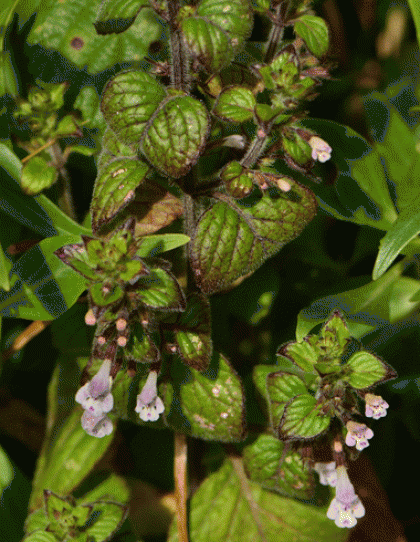 Calamint, Common