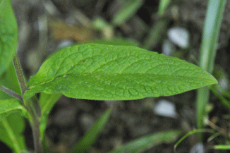 Comfrey, Tuberous