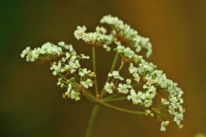 Cowbane