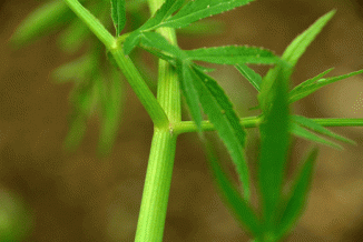 Cowbane