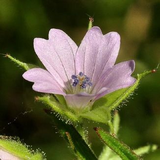 Crane's-bill, Cut-leaved
