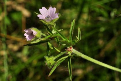 Crane's-bill, Cut-leaved