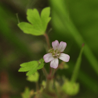 Crane's-bill, Round-leaved
