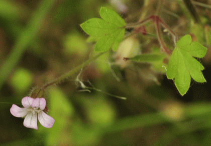Crane's-bill, Round-leaved