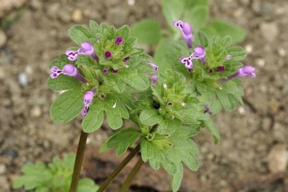 Dead-nettle, Henbit