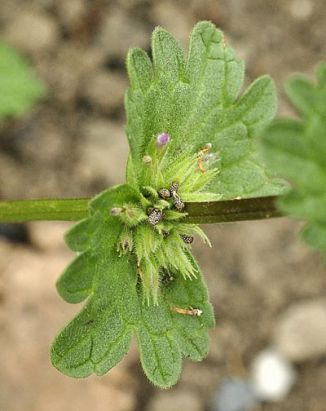 Dead-nettle, Henbit