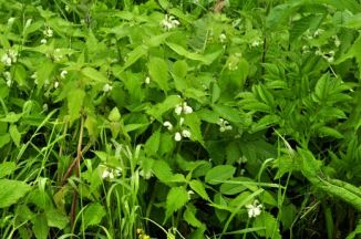 Dead-nettle, White