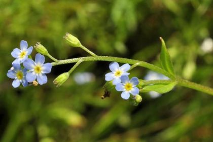 Forget-me-not, Water