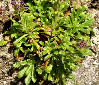 Foxglove, Fairy