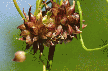 Onion, Wild