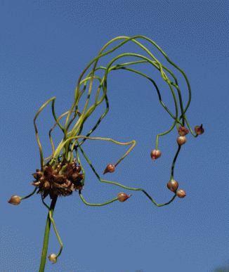 Onion, Wild
