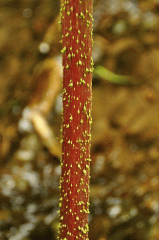 Giant-rhubarb