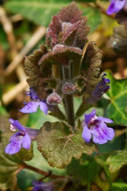 Ground-ivy