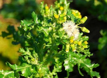 Groundsel