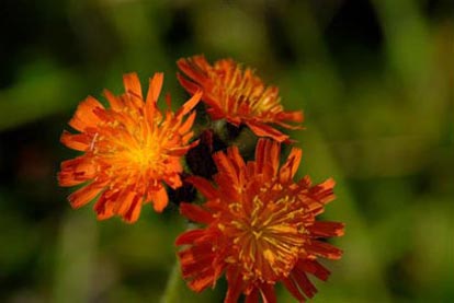 Fox-and-cubs