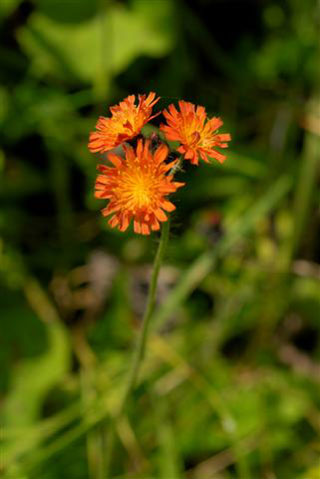 Fox-and-cubs