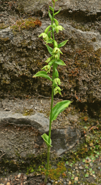 Helleborine, Green-flowered