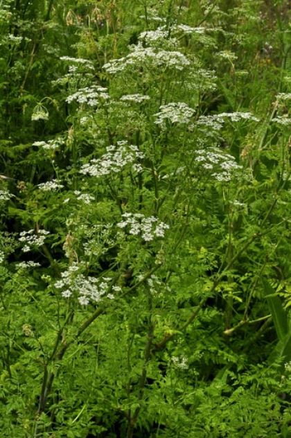 Hemlock