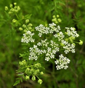 Hemlock
