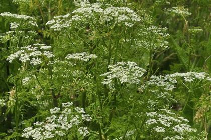Hemlock